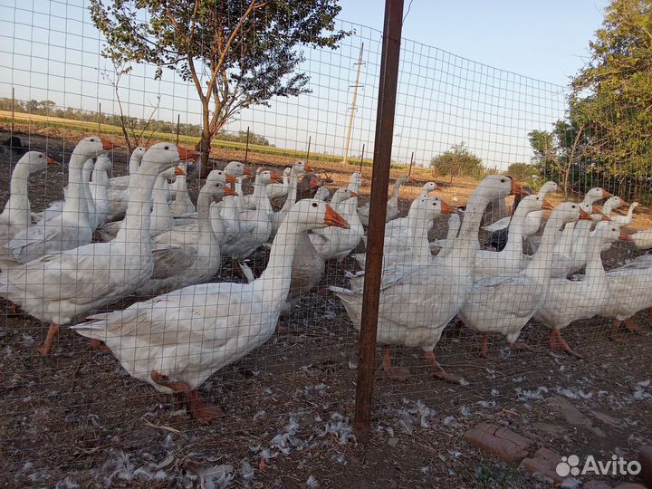 Гуси Линда живым весом