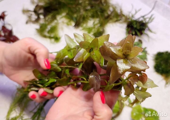 Аквариумные растения