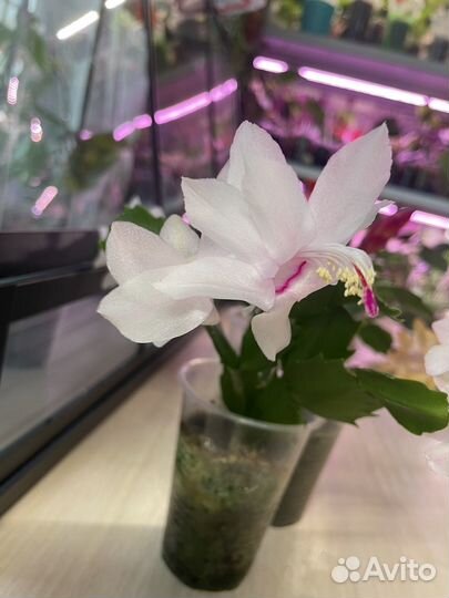 Набор декабристов (шлюмберга)