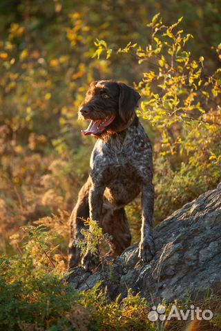 Немецкий дратхаар вязка