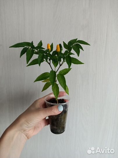 Продам комнатный круглогодичный перец