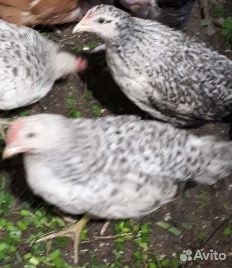 Петушки Барковские