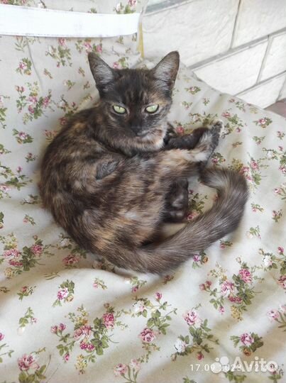 Кошечка в добрые руки