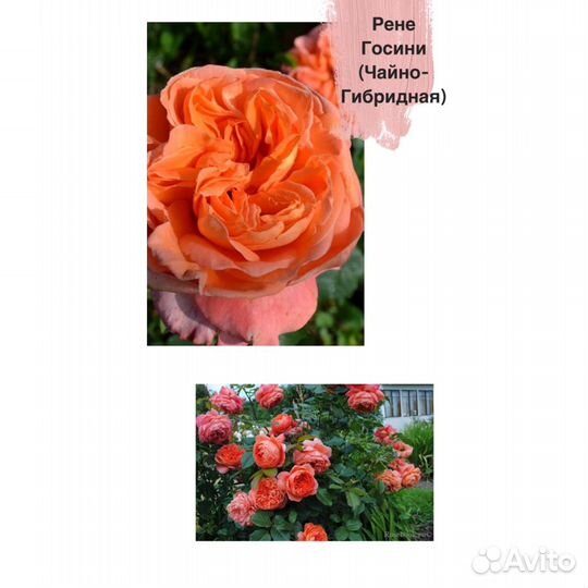 Розы оптом и розницей