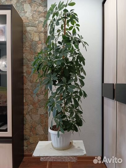 Комнатный цветок шефлера