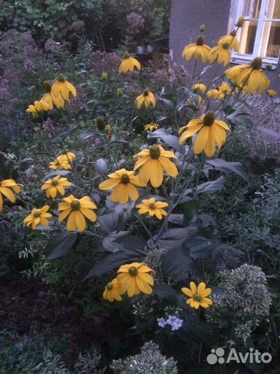 Растения цветы для сада