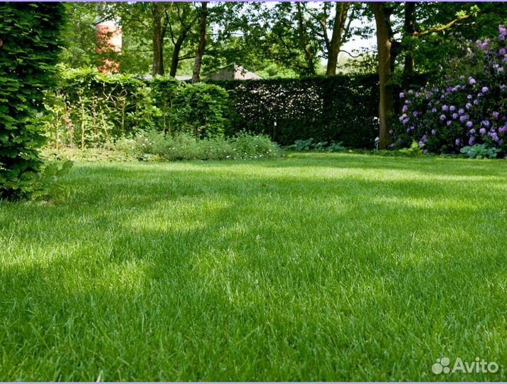 Рулонный газон Элитный под ключ