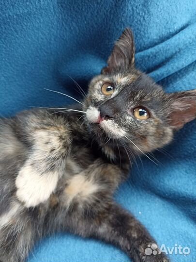 Домашние котята Черный и Трехцветная