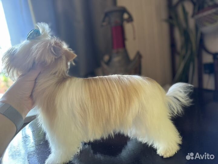 Собака маленькая порода