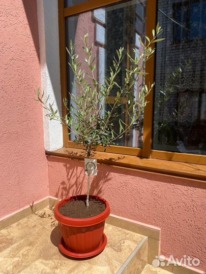 Олива европейская 110 см