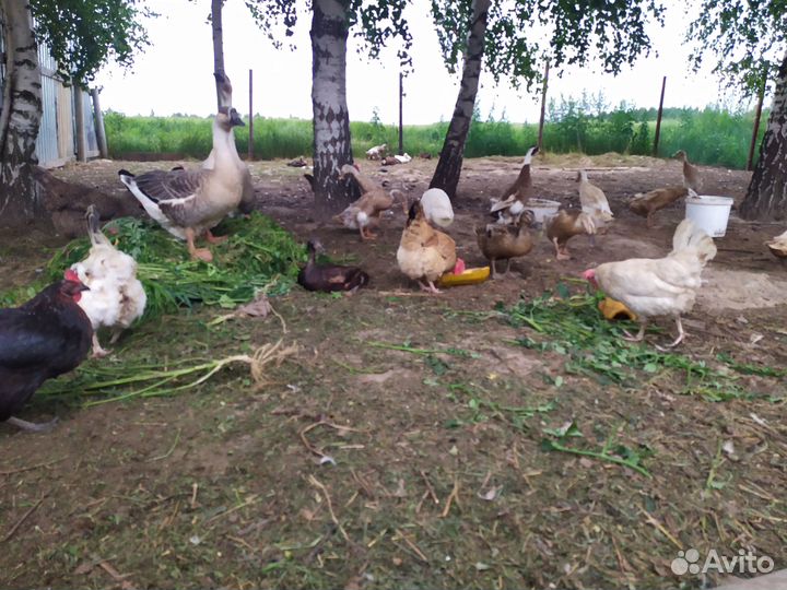 Продажа молодых селезней