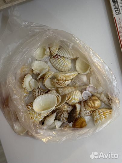 Морские ракушки