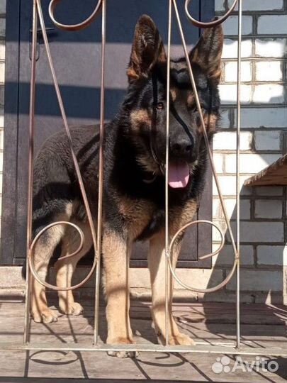 Щенки немецкой овчарки