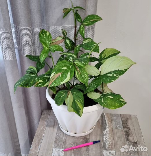 Сингониум Confetti