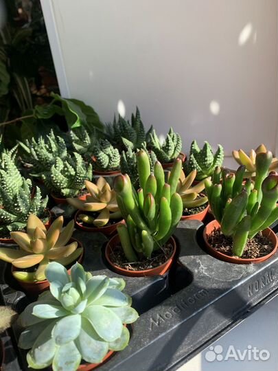 Суккуленты