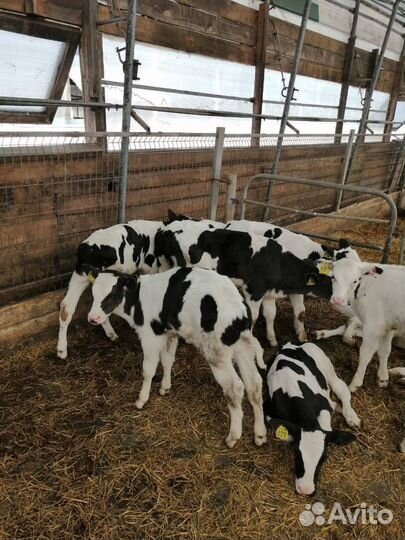 Бычки и телки