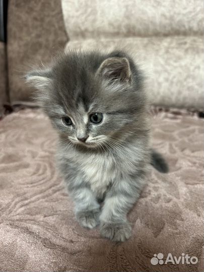 Котята в добрые руки приучены к лотку