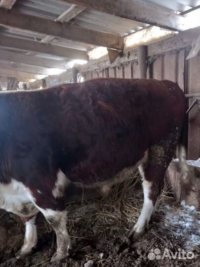 Бык стоячие