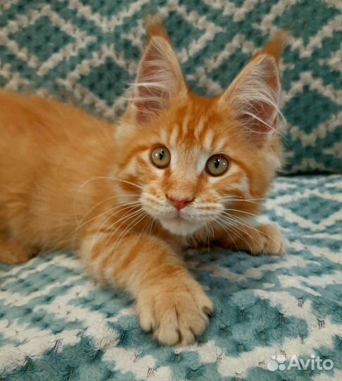 Котята из питомника