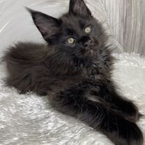 часы настольные новые - Купить недорого кошку или котёнка 