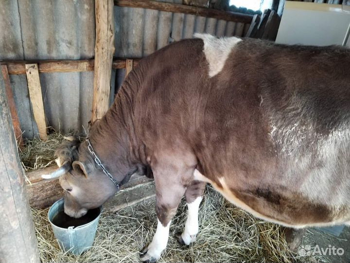 Телки стельные