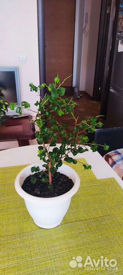 Фикус барок