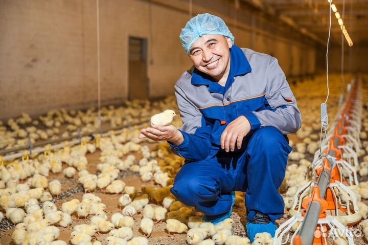 Разнорабочий на птицеферму вахта