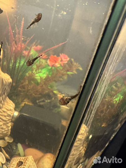 Сом для аквариума