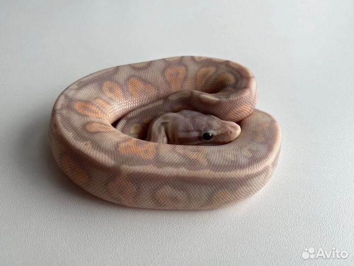 Эублефары blood, гемитекониксы, змеи