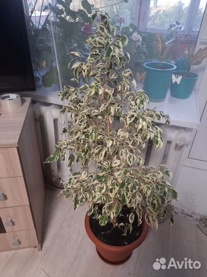 Бенджамина