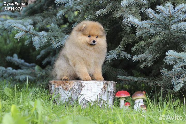 Щенки Немецкого Шпица