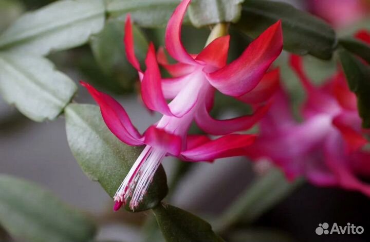 Декабрист шлюмбергера