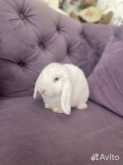Кролик вислоухий