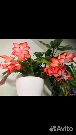 Комнатные растения цветы разные