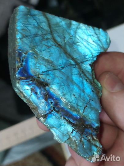 Лабрадор серебристо-голубой