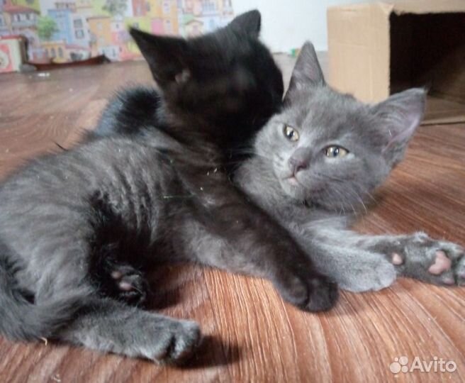Котята в добрые руки даром