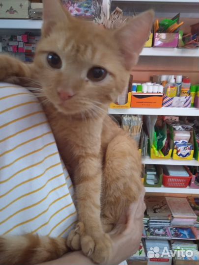 Котёнок ищет временное жильё или дом