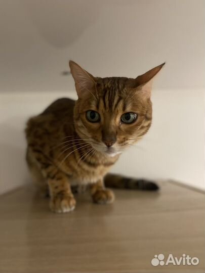 Бенгальская