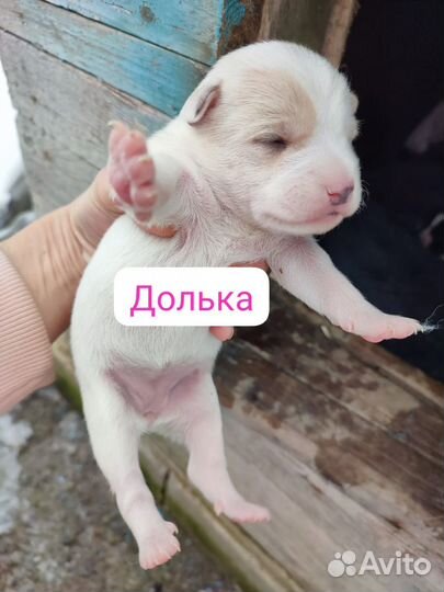 Щенки бесплатно