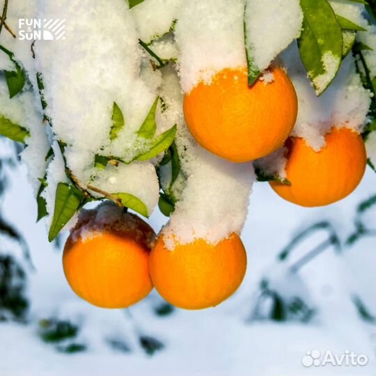 Туры в Абхазию