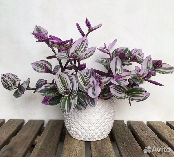 Традесканция Нанук - оригинал сорта