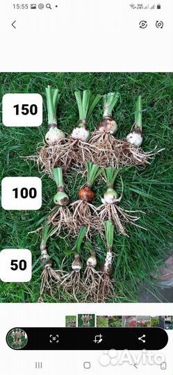 Гиппиаструм