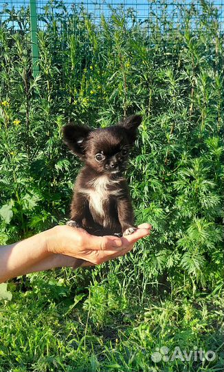 Чихуахуа девочка точно мини