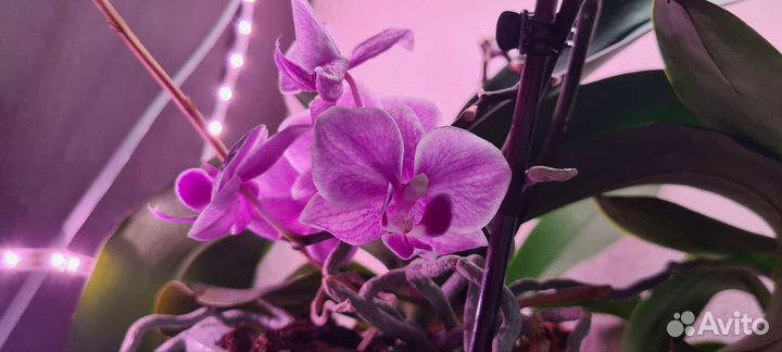 Орхидея фаленопсис