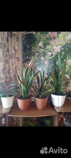 Комнатные цветы