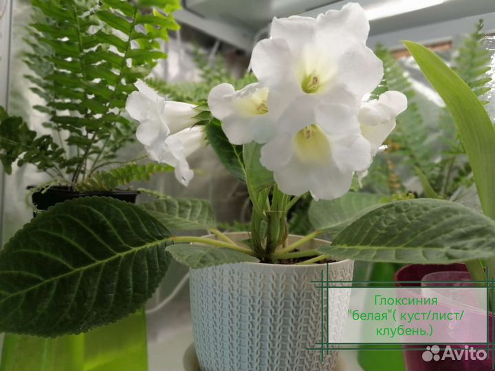 Комнатные растения цветы