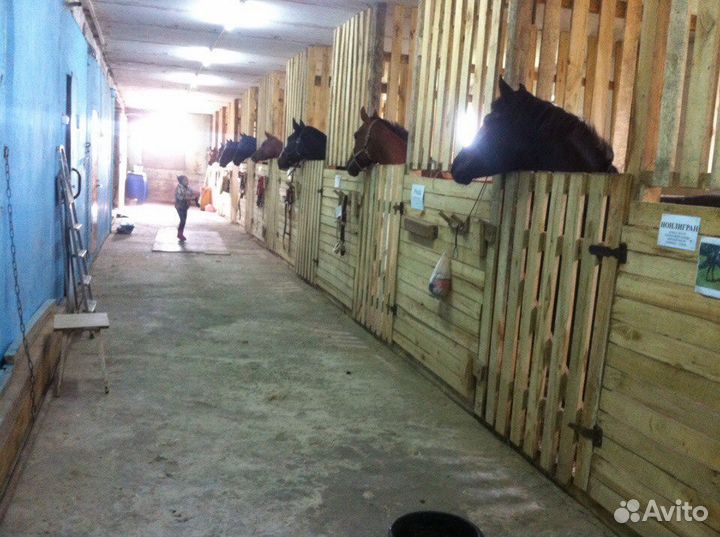 Постой лошадей, верховые прогулки