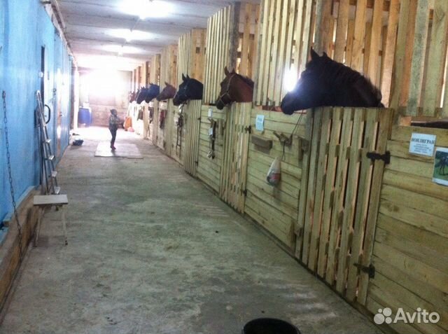 Постой лошадей, верховые прогулки