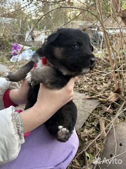 Щенки алабай и немецкой овчарки