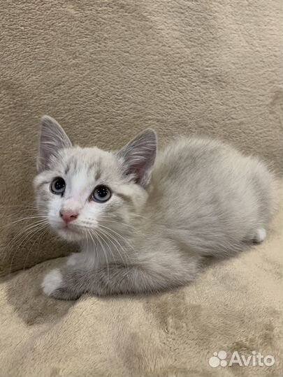Котики бесплатно